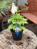 Woolley Moor Nurseries Delphinium Magic Fountain "Pure White" - 3Ltr - Woolley Moor Nurseries