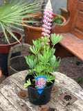 Woolley Moor Nurseries Lupin Gallery "Pink Bicolour" - 3Ltr - Woolley Moor Nurseries