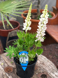 Woolley Moor Nurseries Lupin Gallery "White" - 3Ltr - Woolley Moor Nurseries