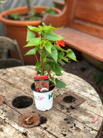 Woolley Moor Nurseries Begonia Bossa Nova (Trailing) "Orange" - 9cm - Woolley Moor Nurseries