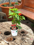 Woolley Moor Nurseries Begonia Bossa Nova (Trailing) "Orange" - 9cm x 3 Plants - Woolley Moor Nurseries