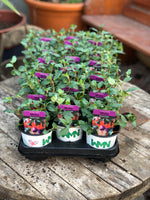 Woolley Moor Nurseries Fuchsia Trailing "Multa"- 9cm x 3 Plants - Woolley Moor Nurseries