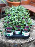 Woolley Moor Nurseries Fuchsia Upright "Dollar Princess"- 9cm x 3 Plants - Woolley Moor Nurseries