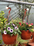 Woolley Moor Nurseries Plastic Hanging Basket - Octagonal Terracotta - "Complete Mix" - 12" (30.5cm) - Woolley Moor Nurseries