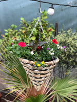 Woolley Moor Nurseries Wicker Cone Hanging Basket - Sahara - "Complete Mix" - 12" (30.5cm) - Woolley Moor Nurseries