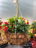 Woolley Moor Nurseries Moss Hanging Basket "Begonia Mixed" - 16" (40.1cm) - Woolley Moor Nurseries