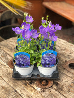 Woolley Moor Nurseries Campanula Rapido "Blue" - 12cm - Woolley Moor Nurseries