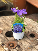 Woolley Moor Nurseries Campanula Rapido "Blue" - 12cm - Woolley Moor Nurseries