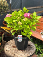 Woolley Moor Nurseries Hydrangea "Pink" - 10Ltr (Large) - Woolley Moor Nurseries