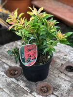 Woolley Moor Nurseries Pieris Japonica "Forest Flame" - 2 Litre - Woolley Moor Nurseries