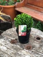 Woolley Moor Nurseries Buxus Ball - 25cm - Woolley Moor Nurseries