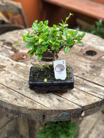 Woolley Moor Nurseries Bonsai "Carmona" - Blue Pot Container - Woolley Moor Nurseries