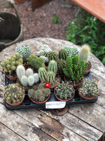 Woolley Moor Nurseries Mixed Cacti - 8.5cm - Woolley Moor Nurseries