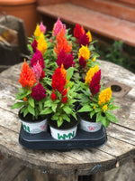 Woolley Moor Nurseries Celosia "Mixed" - 9cm Pot x 3 Plants - Woolley Moor Nurseries