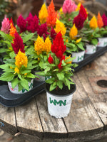 Woolley Moor Nurseries Celosia "Mixed" - 9cm Pot x 3 Plants - Woolley Moor Nurseries