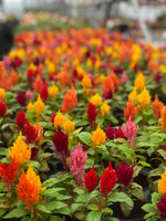 Woolley Moor Nurseries Celosia "Mixed" - 9cm Pot x 3 Plants - Woolley Moor Nurseries