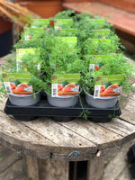 Woolley Moor Nurseries Dill - 12cm - Woolley Moor Nurseries