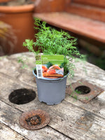 Woolley Moor Nurseries Dill - 12cm - Woolley Moor Nurseries