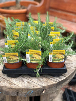 Woolley Moor Nurseries Rosemary "Blue Rain" - 12cm - Woolley Moor Nurseries