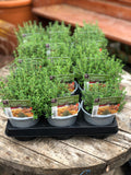 Woolley Moor Nurseries Compact Thyme - 12cm - Woolley Moor Nurseries