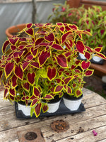 Woolley Moor Nurseries Coleus "Wizard" - 12cm Pot - Woolley Moor Nurseries