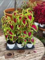 Woolley Moor Nurseries Coleus "Kong Rose" - 12cm Pot - Woolley Moor Nurseries