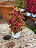 Woolley Moor Nurseries Coleus "Kong Red" - 12cm Pot - Woolley Moor Nurseries