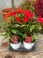 Woolley Moor Nurseries New Guinea Impatiens "Red" - 12cm Pot - Woolley Moor Nurseries