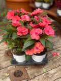 Woolley Moor Nurseries New Guinea Impatiens "Pink" - 12cm Pot - Woolley Moor Nurseries