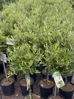 Woolley Moor Nurseries Olive Tree - 3Ltr Pot - 80cm+ - Woolley Moor Nurseries