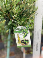 Woolley Moor Nurseries Olive Tree - 3Ltr Pot - 80cm+ - Woolley Moor Nurseries