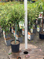 Woolley Moor Nurseries Olive Tree - 3Ltr Pot - 80cm+ - Woolley Moor Nurseries