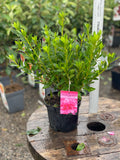 Woolley Moor Nurseries Azalea "Roza" - 2.5Ltr - Woolley Moor Nurseries