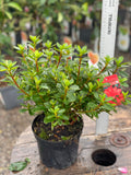 Woolley Moor Nurseries Azalea "Orange Beauty" - 2.5Ltr - Woolley Moor Nurseries