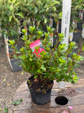 Woolley Moor Nurseries Azalea "Florida" - 2.5Ltr - Woolley Moor Nurseries