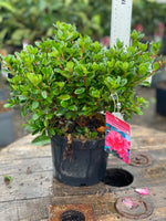 Woolley Moor Nurseries Azalea "Hino Crimson" - 2.5Ltr - Woolley Moor Nurseries