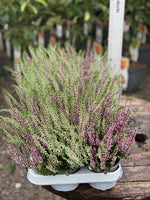 Woolley Moor Nurseries Heather Vulgaris "Lilac/White" - 10.5cm - Woolley Moor Nurseries