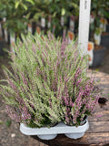 Woolley Moor Nurseries Heather Vulgaris "Lilac/White" - 10.5cm - Woolley Moor Nurseries