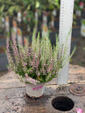 Woolley Moor Nurseries Heather Vulgaris "Lilac/White" - 10.5cm - Woolley Moor Nurseries