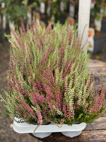 Woolley Moor Nurseries Heather Vulgaris "Pink/White" - 10.5cm - Woolley Moor Nurseries