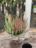 Woolley Moor Nurseries Heather Vulgaris "Pink/White" - 10.5cm - Woolley Moor Nurseries