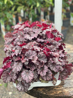 Woolley Moor Nurseries Heuchera "Palace Purple" - 1.5Ltr - Woolley Moor Nurseries