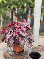 Woolley Moor Nurseries Heuchera "Palace Purple" - 1.5Ltr - Woolley Moor Nurseries