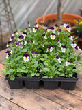 Woolley Moor Nurseries Bedding Viola "White Jump Up" - 6 Pack - Woolley Moor Nurseries