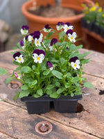 Woolley Moor Nurseries Bedding Viola "White Jump Up" - 6 Pack - Woolley Moor Nurseries