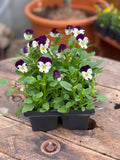 Woolley Moor Nurseries Bedding Viola "White Jump Up" - 6 Pack - Woolley Moor Nurseries