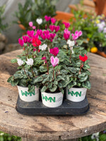 Woolley Moor Nurseries Mini Patio Cyclamen (Upright) "Mixed" - 9cm x 3 Plants - Woolley Moor Nurseries