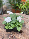 Woolley Moor Nurseries Bedding Pansy "White" - 6 Pack - Woolley Moor Nurseries