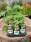 Woolley Moor Nurseries Lupin "Pink" - 9cm Pot x 3 Plants - Woolley Moor Nurseries