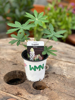 Woolley Moor Nurseries Lupin "White" - 9cm Pot - Woolley Moor Nurseries